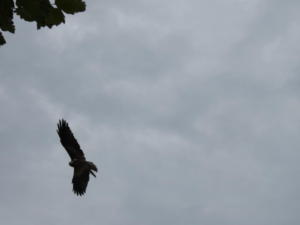 IMG 7453