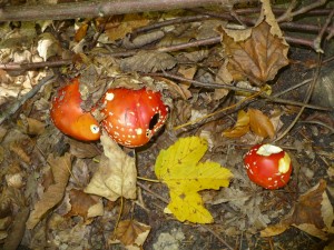 adaptak vresovice2017 033